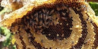 蜂巢与蜜蜂- 4k
