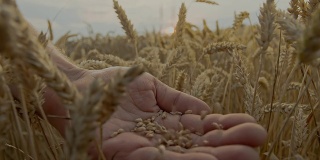 慢动作小麦谷粒落在手上