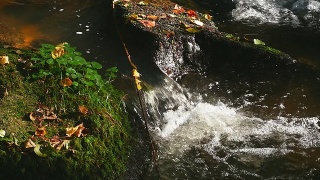 缓缓的莫潘森林小溪在秋天视频素材模板下载
