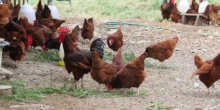 农场里吃鸡的食物