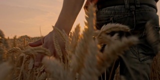 慢动作农夫抚摸着小麦