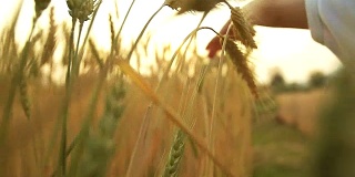 高清慢镜头:一个小男孩在一个成熟的金色麦田里抱着并触摸着庄稼。