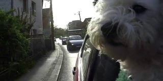 一只狗把头伸出行驶中的汽车