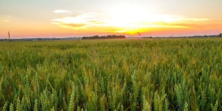 T/L麦田的年轻小麦在日落