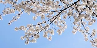 美丽的樱花映衬着蓝天。花瓣随风飘落。