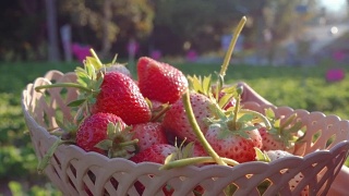 在农场里摘草莓的女人视频素材模板下载