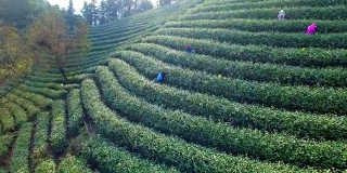鸟瞰杭州龙井山茶园。4 k