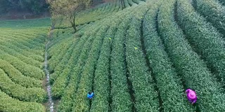 鸟瞰杭州龙井山茶园。4 k