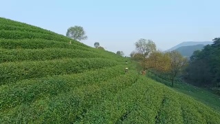 鸟瞰杭州龙井山茶园。4 k视频素材模板下载