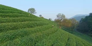 鸟瞰杭州龙井山茶园。4 k