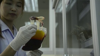 亚洲医疗技术员女子做质量控制期间的血袋储存冰箱在实验室医院视频素材模板下载