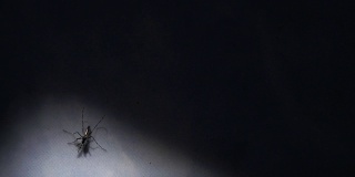 蚊子的影子