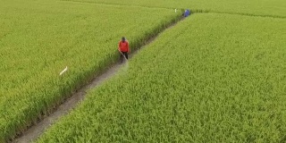 农民在绿色的稻田里施肥