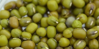 淘洗:绿豆种子在培养皿中