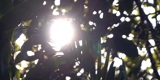 慢镜头，阳光透过树叶的自然景象