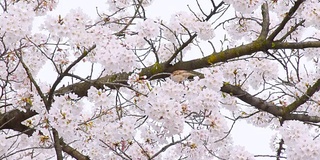 日本的樱花和鸟