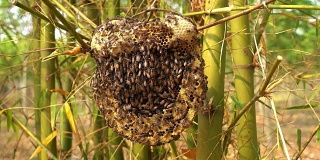 野生蜂巢