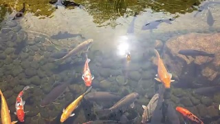 花园池中的锦鲤，强光照射30秒视频素材模板下载