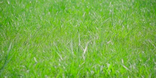 慢镜头:在风中的Gras field