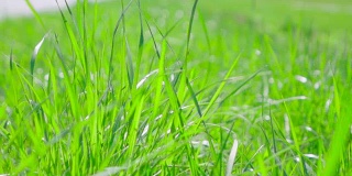 慢镜头:在风中的Gras field