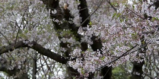 春天，吉野樱花的花瓣轻轻飘落
