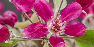 紫王子海棠花盛开在一个时间流逝的视频。