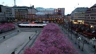 斯德哥尔摩的樱桃树视频素材模板下载