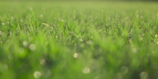 慢镜头:Gras field