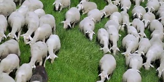 春季草地放牧羊群(4K/UHD)