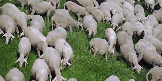 春季牧场牧羊群上升(4K/UHD)