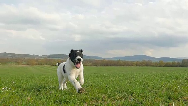 小狗在田野上奔跑
