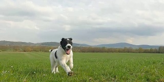 小狗在田野上奔跑