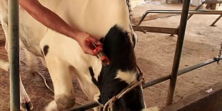在本地农场，农民在给新生母牛后给母牛注射