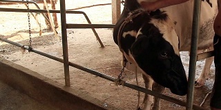 在本地农场，农民在给新生母牛后给母牛注射