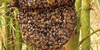 野蜂的蜂巢