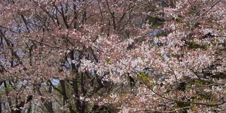 吉野樱桃树上飞舞的花瓣和摇摆的枝条