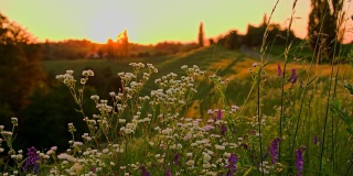 MS DS Meadow Flowers At Sunset