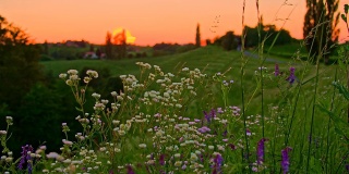 MS DS Meadow Flowers At Dusk