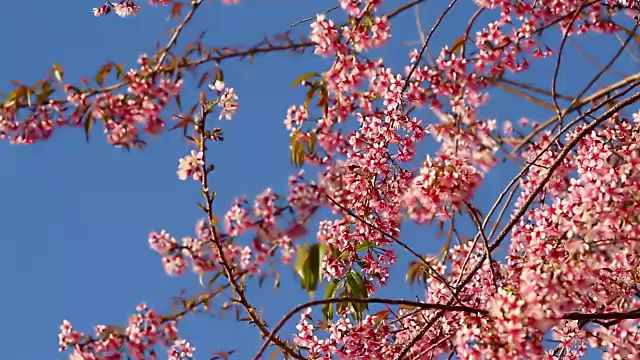 春天的樱花