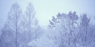 冬天的树林里大雪纷飞