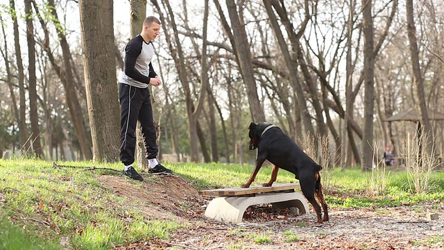 训犬师与杜宾犬一起进食和锻炼