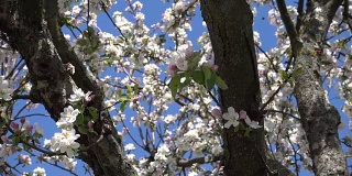 苹果树开花