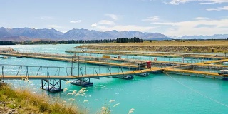 三文鱼养殖场，新西兰
