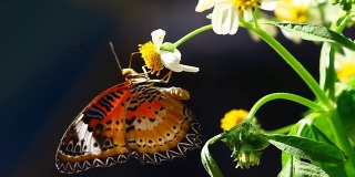 蝴蝶和花朵