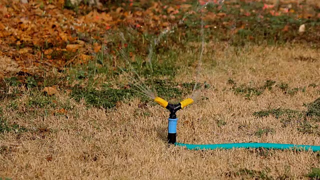 在花园里给草坪浇水