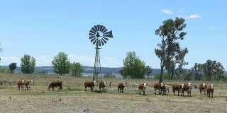 赫里福德牛和风车在干围场，澳大利亚