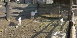 五部山羊家庭的4K视频