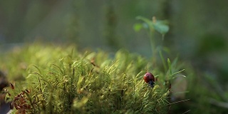 红瓢虫在苔藓上爬。