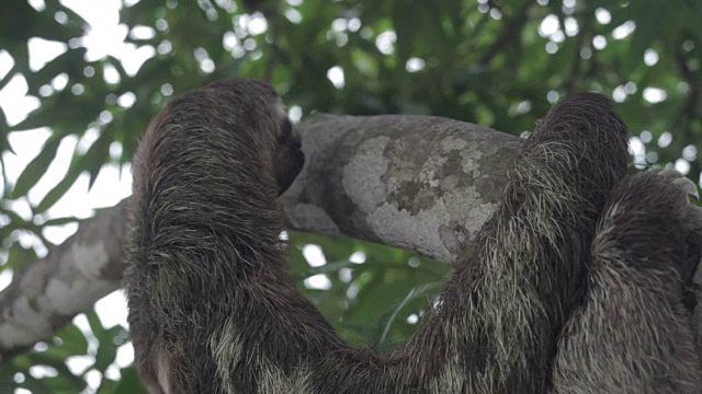 棕色喉咙，三趾树懒，秘鲁亚马逊，秘鲁