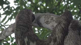 棕色喉咙，三趾树懒，秘鲁亚马逊，秘鲁视频素材模板下载